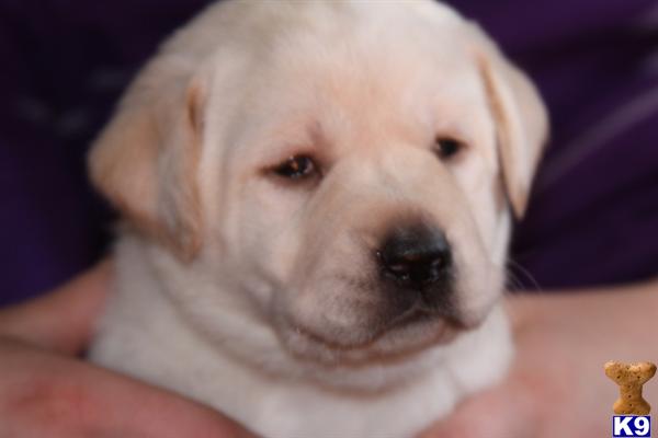 Puppies in MN